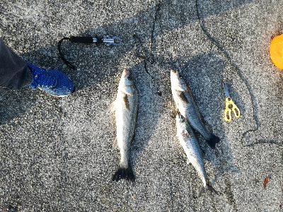 イワシがいっぱい