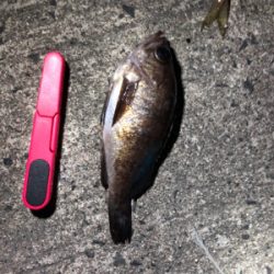 久しぶりのメバリング