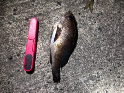 久しぶりのメバリング