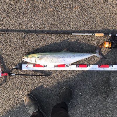 陸っぱり、初サワラ！うん〜ヤナギかな？