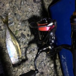 ナイトアジング