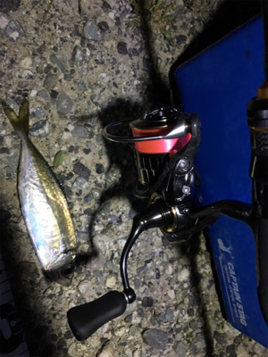 ナイトアジング