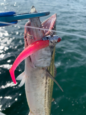 やっとホームでサゴシ♫と先日の淡路アブラメ…