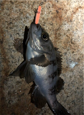 メバルプラッキング