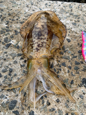 アオリイカ釣果！