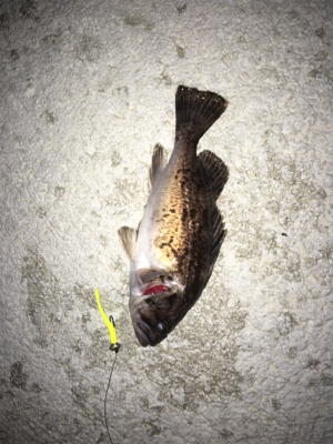 新規開拓のフィッシュ！！