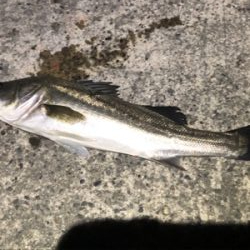 まさかのシーバス