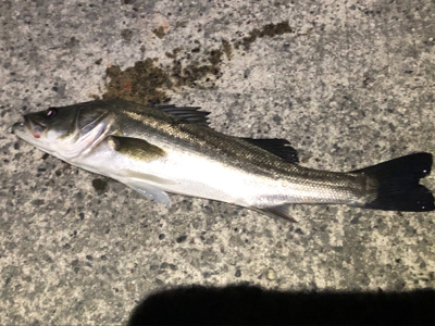 まさかのシーバス