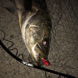 人生初のビッグシーバス！