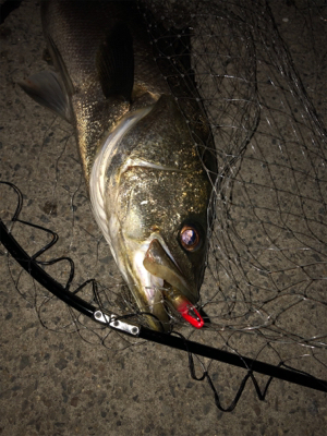 人生初のビッグシーバス！