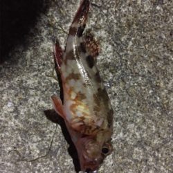 アジング第二弾