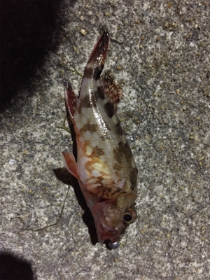 アジング第二弾