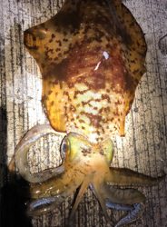 アオリイカデイ