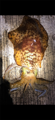 アオリイカデイ