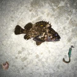 初めてカニ釣りました！