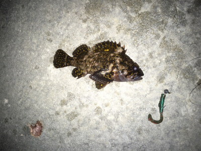 初めてカニ釣りました！