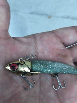 朝マズメ シーバス