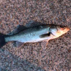 活性高い！満足！