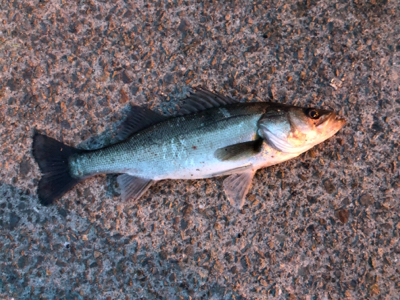 活性高い！満足！