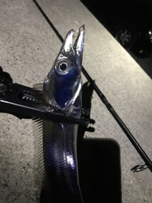 ワインドで春太刀調査