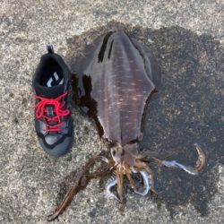 初春アオリで自己ベスト!(^◇^)