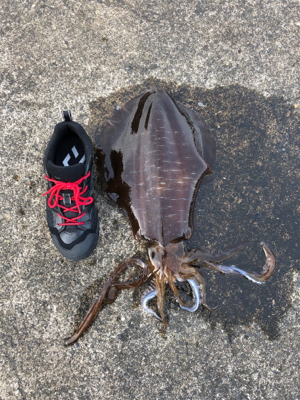 初春アオリで自己ベスト!(^◇^)