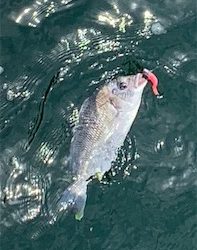 初キビレで三魚種達成♫&こつぶ楽チン♫