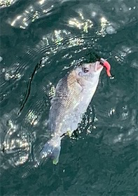 初キビレで三魚種達成♫&こつぶ楽チン♫