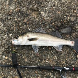 嬉しいイワシパターン♪