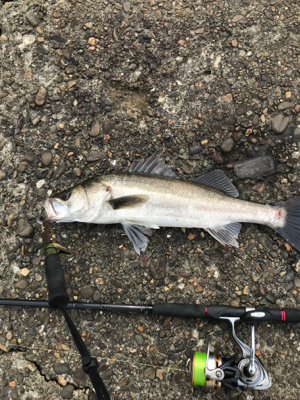 嬉しいイワシパターン♪