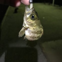 初大三島釣行①