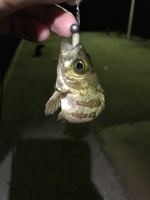 初大三島釣行①