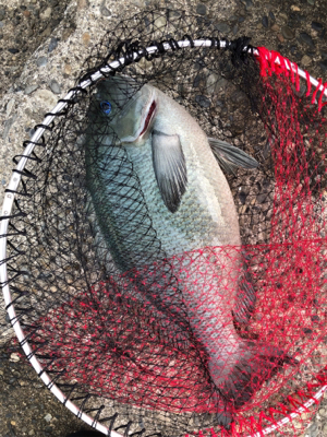 堤防の巨グレ！