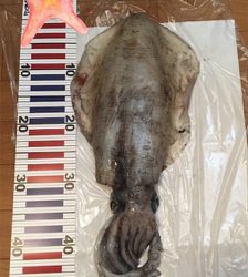 アオリちゃんに出会えた