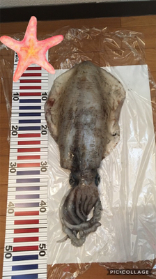 アオリちゃんに出会えた