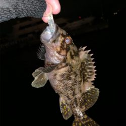 懲りずにまたまたライトロック