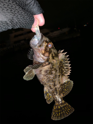 懲りずにまたまたライトロック