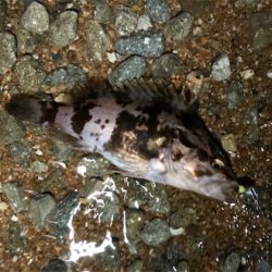 ライトロックプラッキング