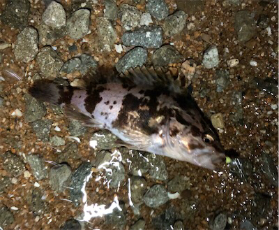 ライトロックプラッキング