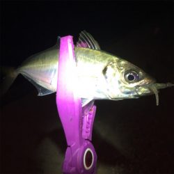 大阪湾奥アジング 舞洲で良型アジ