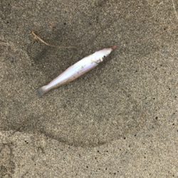 キス釣り楽しい！