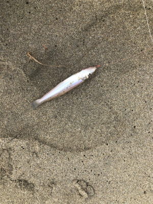 キス釣り楽しい！