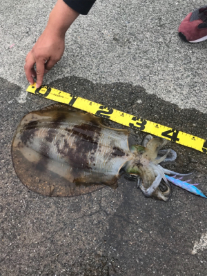 春アオリを求めて