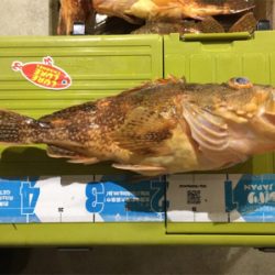 また出た!!モンスターアコウ!!マイボートで丹後タイラバ釣行