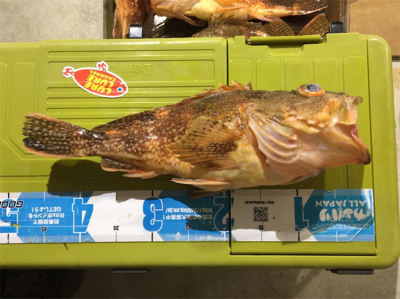 また出た!!モンスターアコウ!!マイボートで丹後タイラバ釣行