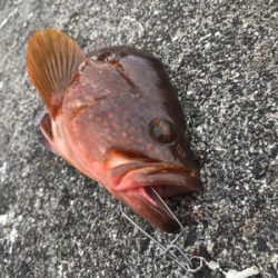 続  沖堤防青物チャレンジ