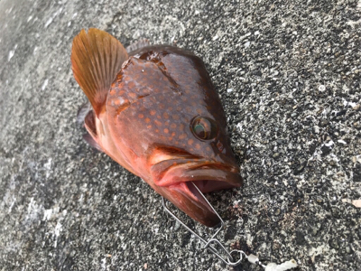 続  沖堤防青物チャレンジ