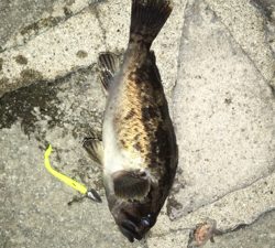 毎度毎度のお友達！