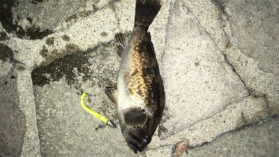 毎度毎度のお友達！