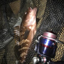 アコウ&ガシラ釣り(^^)